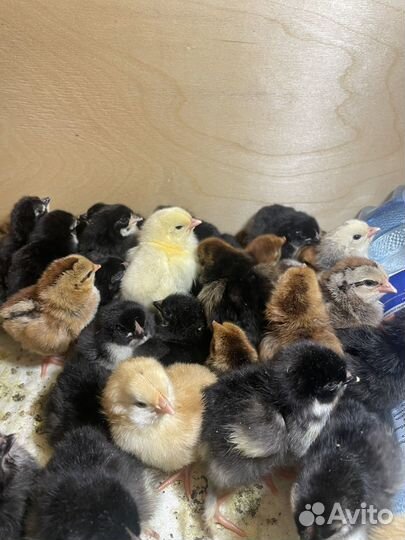 Цыплята суточные