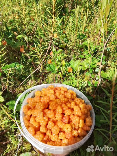 Продам морошку