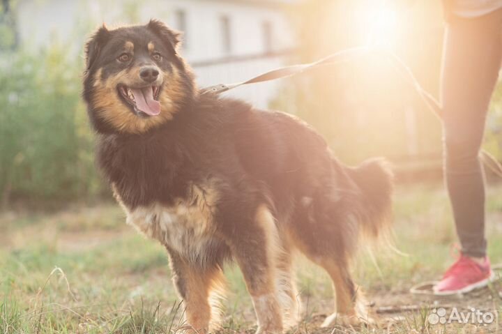 Собака в добрые руки
