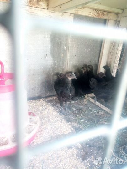 Ухейилюй яйцо