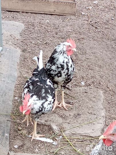 Петухи домашние