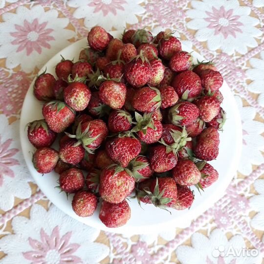 Земклуника Купчиха и Пенелопа, усы и кустики