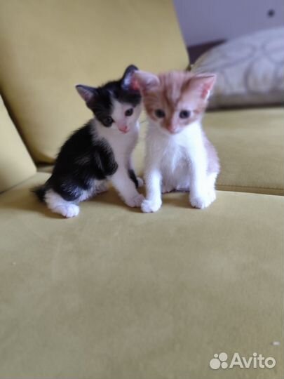 Два котика: чёрно-белый и рыжий