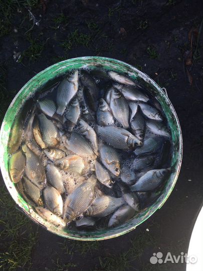 Живец для рыбалки