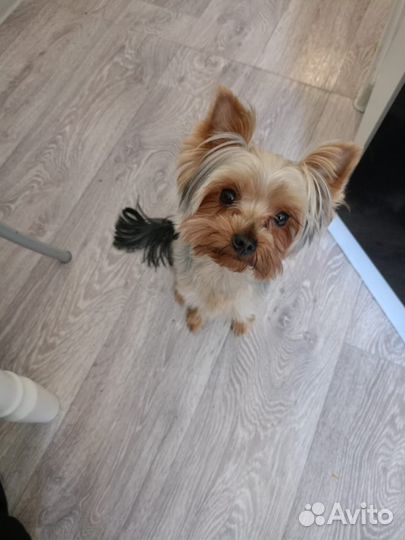 Йоркширский терьер щенки