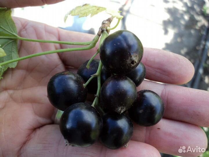 Саженцы чёрной смородины