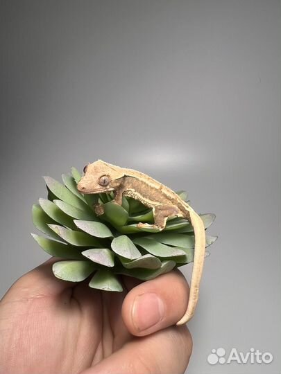 Малыши бананоедов Lilly White и другие