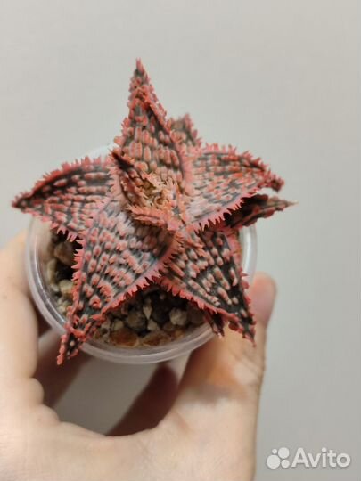 Алоэ гибридные