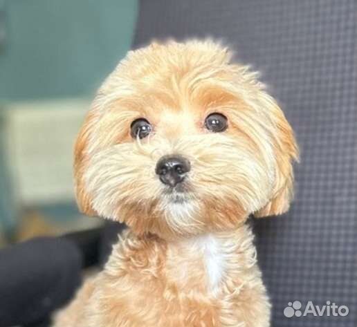 Мальчик мальтипу ф1