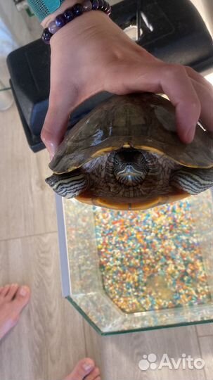 Отдам в хорошие руки морскую черепаху