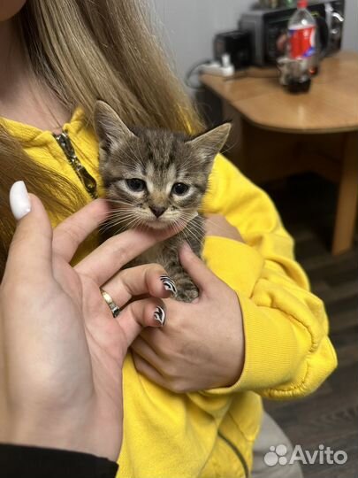 Отдам котят в добрые руки