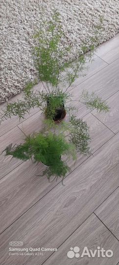 Аспарагусы два вида