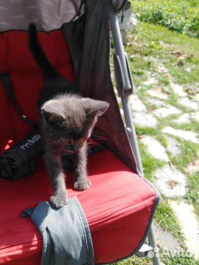 Котёнок, британец