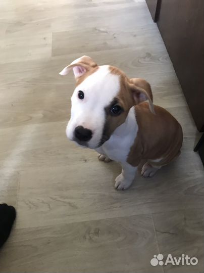 Стаффордширский терьер