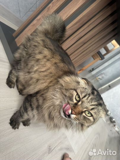 Кот в добрые руки