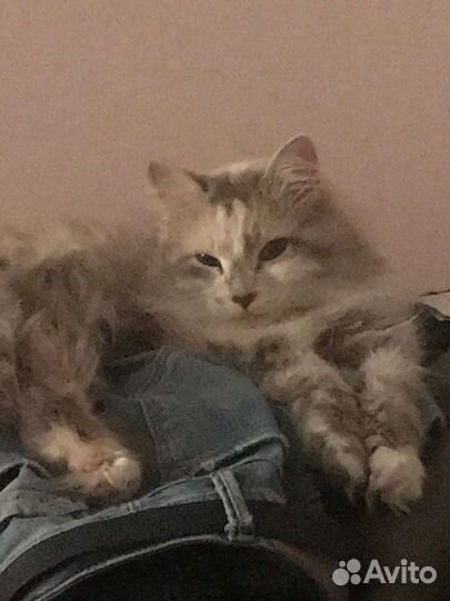 Кошка