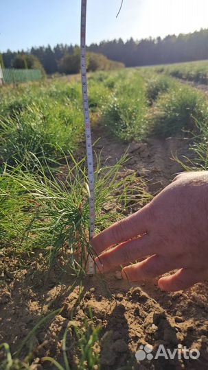 Саженцы сосны и ели окс оптом