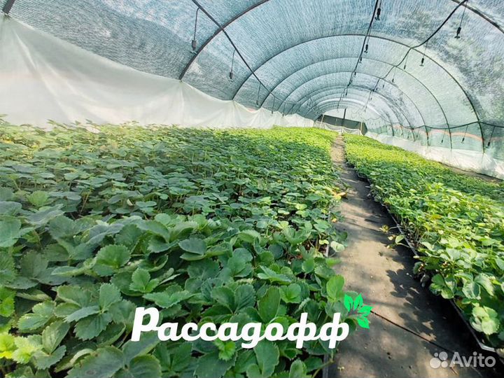 Рассада клубники. Оптом от 128 шт