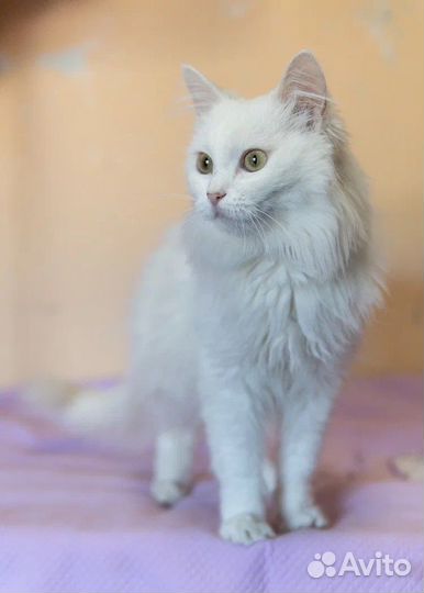 Ангорская кошка в добрые руки