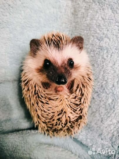 Передержка для грызунов, ёжиков и птичек