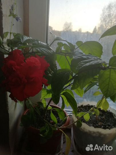 Комнатные цветы