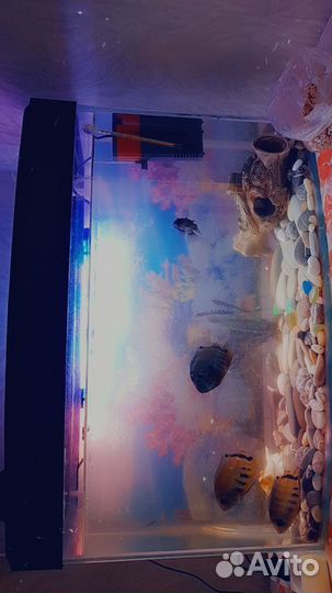 Аквариум с рыбками