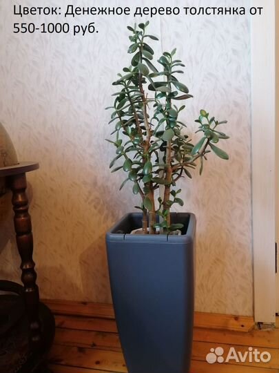 Комнатные растения цветы