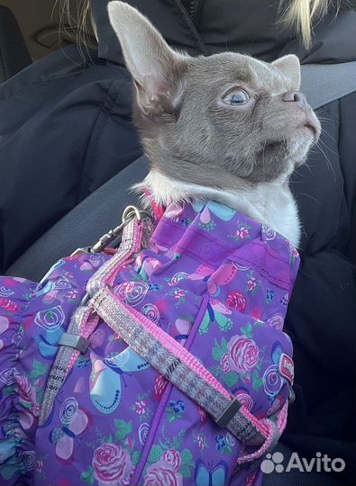 Комбинезон для собаки девочки