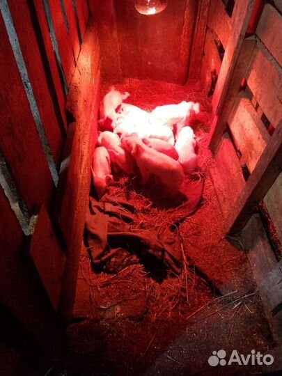 Свинья белая русская порода