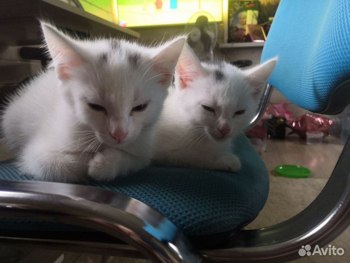 Котята