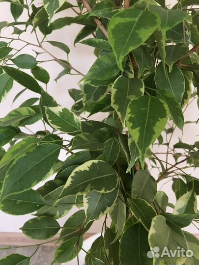 Фикус бенджамина