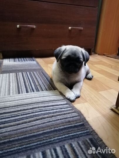 Щенки мопса мальчик