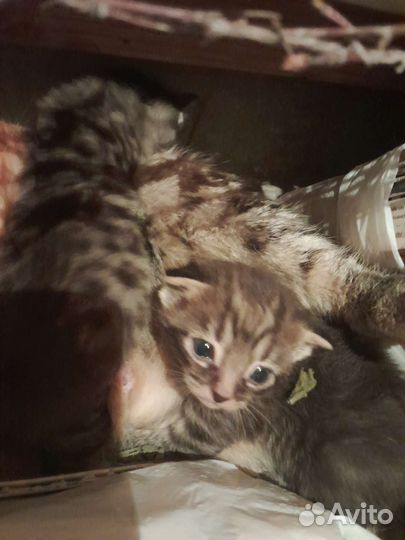 Кошка в дар бесплатно