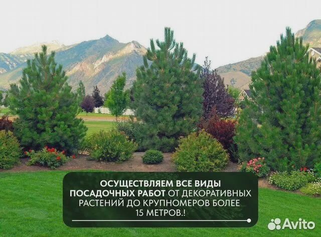 Сосна обыкновенная