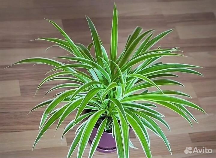 Хлорофитум Лаксум варигатный