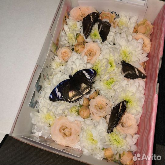 Живая бабочка в коробочке сюрприз подарок