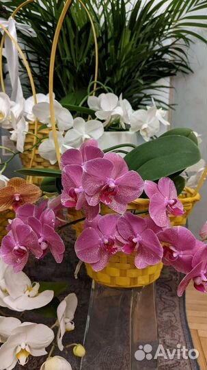 Орхидея Фаленопсис Рауль (Phalaenopsis Raoul)