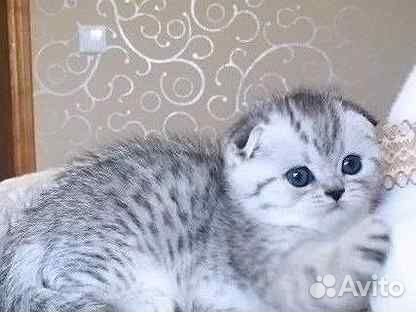 Шотландские серебристые котята