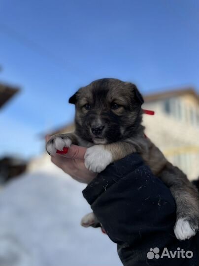 Щенки для охраны