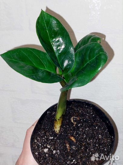 Замиокулькас Зензи и Зензи Жук