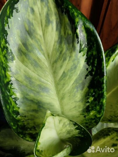 Аглаонема Уши слона Тай