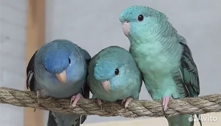 Попугаи Катарина