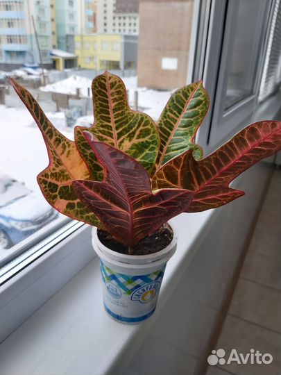 Кодиеум кротон