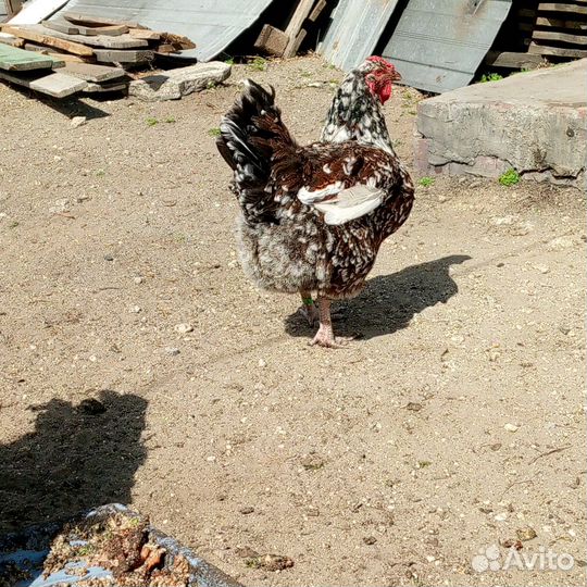 Инкубационное яйцо
