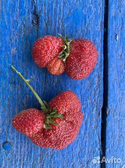 Элитная Земляника клубника саженцы