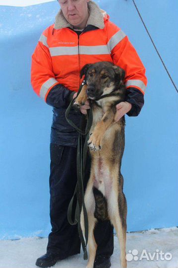 Собака из приюта в добрые руки