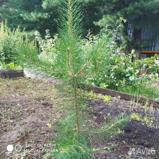 Саженцы кедра