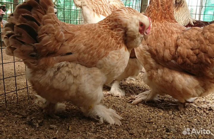 Фавероль яйцо на инкубацию, цыплята