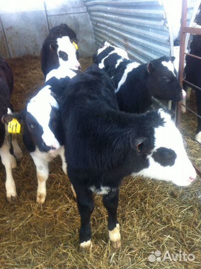 Бычки телята