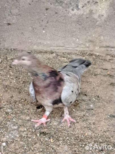 Продаются голуби